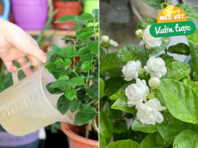 Dùng 2 loại nước hôi này tưới cho hoa nhài, càng tưới hoa càng thơm, bông càng to, nở chi chít khắp cành