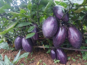 Xuất hiện loại dưa lạ trông như cà tím, giá 80 nghìn đồng/kg vẫn không đủ bán
