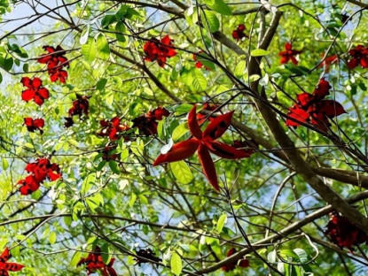 Gia đình - “Lộc trời” xưa rụng đầy gốc không ai ăn, giờ thành đặc sản giá 45.000/kg, trồng một cây trước cổng cho bóng mát, đón lộc vào nhà