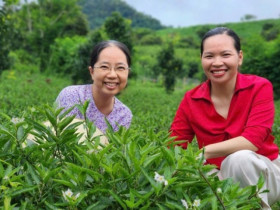 Bỏ việc lương nghìn đô về quê trồng loại dưa lạ, cô gái Sơn La hái không kịp bán