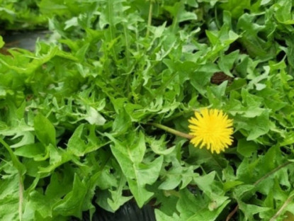Kinh tế - Loại cây nghe tên quen mà lạ, trồng ở Việt Nam có giá cả triệu đồng/kg vẫn không đủ bán