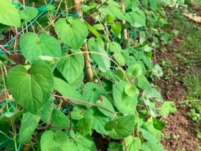 Kinh tế - Rễ cây dại hoá &quot;mỏ vàng&quot;, đào về bán 700.000 đồng/kg khách tranh nhau mua