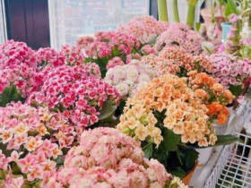 Trồng đúng "hoa vượng tài" theo 12 con giáp, tài lộc ùn ùn kéo tới, may mắn gõ cửa dồn dập