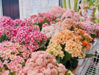 Gia đình - Trồng đúng &quot;hoa vượng tài&quot; theo 12 con giáp, tài lộc ùn ùn kéo tới, may mắn gõ cửa dồn dập