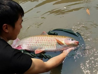 Kinh tế - Những loài cá là “đặc sản bạc triệu” tại Việt Nam, được săn lùng, luôn cháy hàng