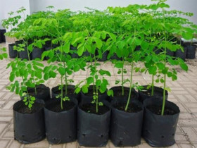 Loại rau cắm cành vào đất 2 tháng cho thu hoạch, trồng một lần ăn cả đời, canxi gấp 4 lần sữa, vitamin C gấp 7 lần cam