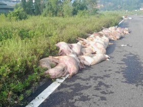 Dịch tả lợn châu Phi lan rộng: Nhiều nơi vứt lợn chết ra đường, tiểu thương “méo mặt”
