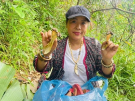 Lộc rừng từ trên cây bay xuống đất, dân thi nhau đi nhặt về bán với giá 600 nghìn đồng/kg