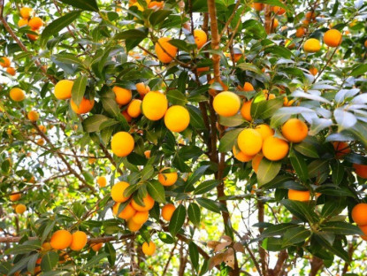 Gia đình - “Lộc trời” nấu canh chua ngon hơn sấu, giá 50.000 đồng/kg, trồng một cây cả họ ăn không hết lại đưa lộc vào nhà