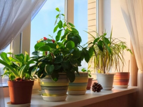 4 loại hoa "phá tài" người giàu chê nhưng người nghèo rất thích trồng, bảo sao vận không đổi