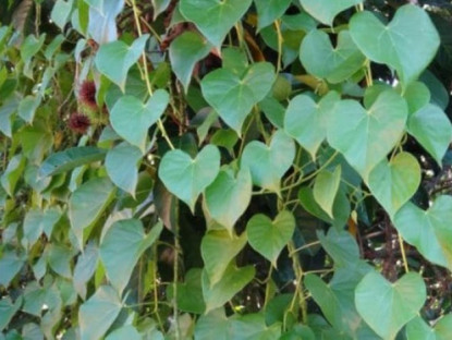 Kinh tế - Cây dại xưa bị chặt bỏ, giờ “đẻ ra vàng”, được nâng niu như báu vật