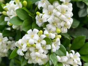 Loài hoa được ví “đắt hơn vàng”, thơm gấp 10 lần mộc hương, nở hoa suốt 7 tháng trong năm