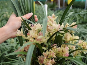 Người xưa nói: “Trong nhà có 3 loài hoa, hai tay thu tài lộc”, đó là 3 loài hoa nào?