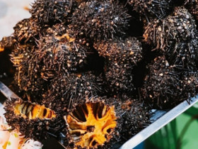 Loài này được ví là 