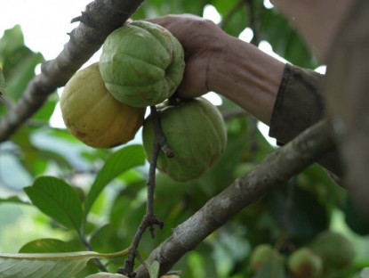 Gia đình - Quả dại xưa không ai ngó ngàng giờ thành đặc sản “trời ban”, trồng một cây vừa lấy bóng mát vừa mang lại may mắn