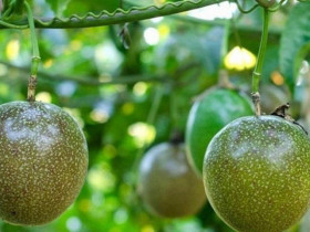 Loại quả Trung Quốc trồng mãi vẫn thất bại, Việt Nam xuất khẩu “bỏ túi” cả tỷ USD