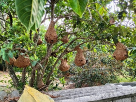 Đi săn loài ong “sát thủ” mang cả tổ về bán, nhiều người kiếm được cả triệu đồng một ngày