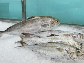 Loài cá ở Việt Nam có tên 