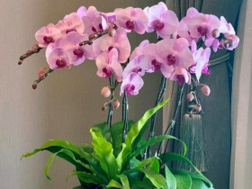Tại sao ngày càng nhiều người đưa lan hồ điệp vào danh sách đen? Đây là 5 lý do
