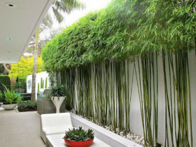 Tháng cô hồn sắp đến, 3 loại cây “gác cổng” trồng trước cửa nhà giúp gia chủ cản vận xui, hút phúc khí
