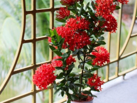 Trồng 10 hoa này trong nhà vào tháng cô hồn, hoa nở đẹp như tranh, tà khí không dám lảng vảng, lộc vào như nước