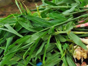 Củ này mệnh danh là “vua bổ gan”, lá kho cá cực ngon, trồng ở ban công sẽ xua đuổi vận xui, mang lại may mắn