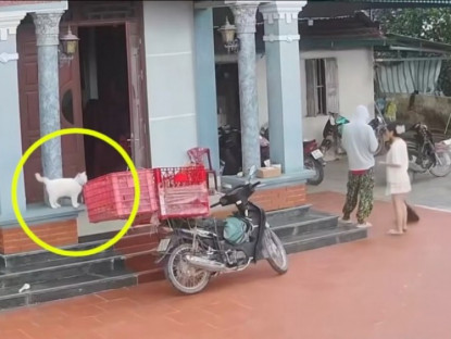 Giao thông - Clip: Đi giao hàng, thanh niên “vô tình” được luôn một chú mèo dễ thương