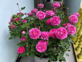 Sau 10 năm trồng hoa hồng, giờ tôi mới hiểu tại sao nhiều người loại bỏ nó khỏi vườn, hóa ra vì 4 lý do này
