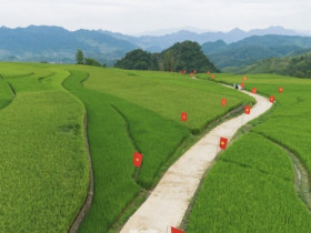 Con đường rợp cờ đỏ sao vàng giữa cánh đồng lúa Suối Lìn