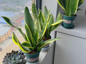 3 điều cấm kỵ khi trồng cây lưỡi hổ, 10 người thì 9 người sai, bảo sao cây mãi không lớn, chồi không mọc