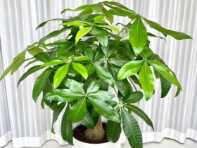 Ngày càng nhiều người đưa cây kim ngân vào "danh sách đen", đây là 5 lý do bạn nên biết