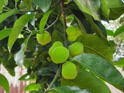 Gia đình - “Lộc trời” nấu canh chua ngon tuyệt đỉnh, giúp hút sạch mỡ máu, trồng một cây trước nhà vừa lấy bóng mát vừa rước lộc