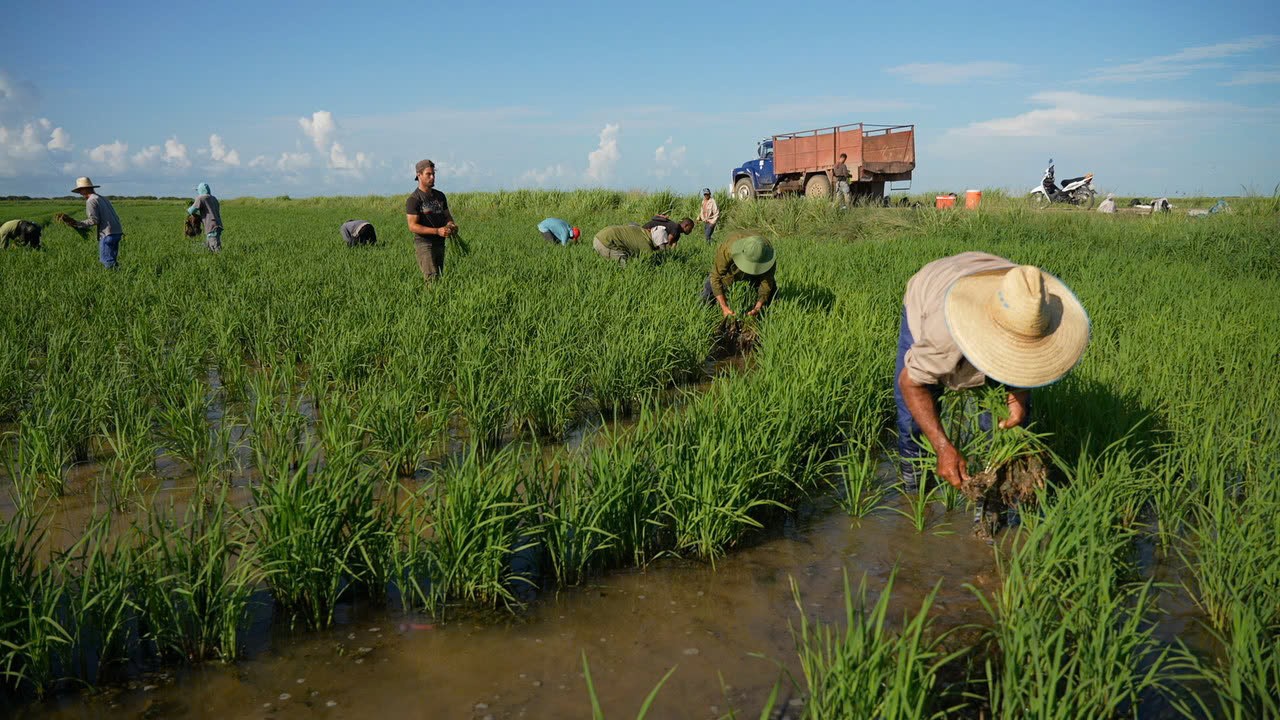 Việt Nam tặng món quà "đặc biệt" cho người dân Cuba - 2