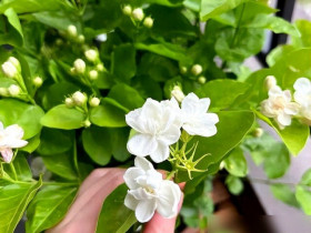 Tại sao ngày càng nhiều người đưa hoa nhài vào “danh sách đen” dù nó vừa đẹp vừa thơm? Hóa ra vì 5 lý do này