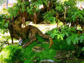 “Lộc trời” nấu canh chua tuyệt ngon, toàn thân đều làm thuốc được, trồng trong chậu giúp hút lộc vào nhà