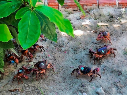 Kinh tế - &quot;Lộc trời&quot; quý hiếm xuất hiện vào ban đêm, dân rọi đèn bắt về bán, đắt hơn cua huỳnh đế