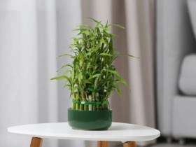 Ngày càng nhiều người cho cây trúc phát tài vào danh sách đen, hóa ra vì 4 lý do này