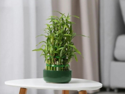 Gia đình - Ngày càng nhiều người cho cây trúc phát tài vào danh sách đen, hóa ra vì 4 lý do này