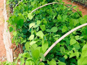 Cây dại trên rừng hoá 
