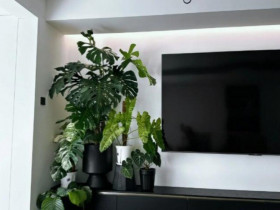 Nhà dùng nhiều điện thoại, tivi nên trồng 1 trong 10 cây cảnh này để hút bức xạ, kéo lộc về nhà