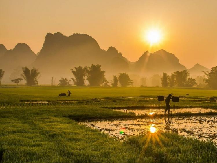 Ngụm chiều vàng óng