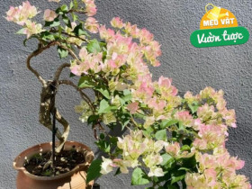 Chăm hoa giấy mùa thu nhớ quy tắc “3 nhiều – 1 ít”, nụ sẽ sớm xuất hiện, hoa nở bung rực rỡ