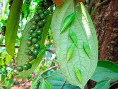 Kinh tế - &quot;Lộc rừng&quot; mỗi năm chỉ xuất hiện một lần, xưa rẻ như cho nay dân bắt về bán &quot;hốt bạc&quot;