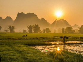 Ngụm chiều vàng óng