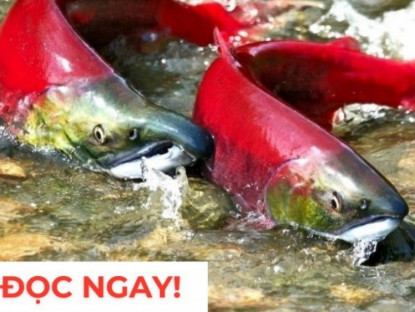 Thông tin doanh nghiệp - &quot;Nhân sâm dưới nước&quot; siêu đắt đỏ, nhiều người săn lùng vì công dụng dưỡng phổi “đỉnh nóc kịch trần”!