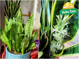Mùa thu chăm cây lưỡi hổ theo quy tắc “4 siêng”, chồi non xé đất mọc lên, hoa nở rộ đưa lộc vào nhà