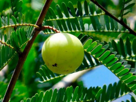 Quả rừng rụng đầy gốc hoá 