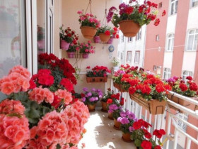 5 loại hoa màu đỏ gọi tiền bạc vào nhà, giàu hay nghèo cũng nhất định phải có một cây