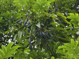 Loại quả quê mùa xưa 