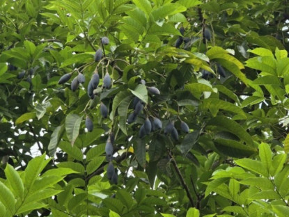 Kinh tế - Loại quả quê mùa xưa &quot;rẻ bèo&quot;, giờ rao bán ở Hà Nội với giá lên tới 210 nghìn đồng/kg